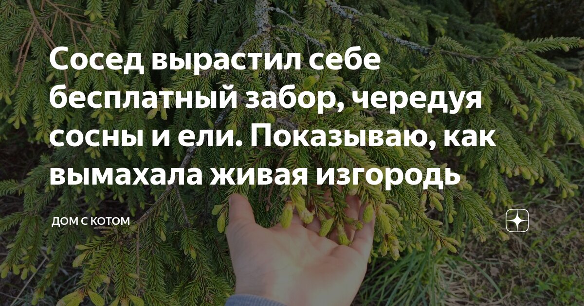 Сосны у забора перед домом