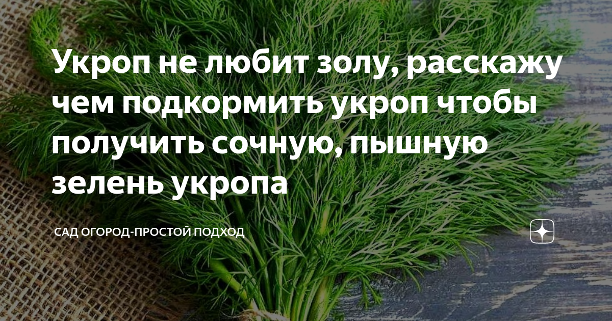 Чем подкормить зелень. Фенхель посев. Чем подкормить зелень. Посев укропа. Укроп в огороде.