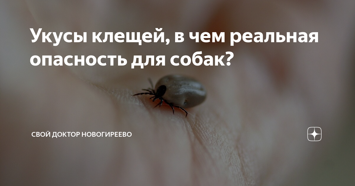 Карта укусов клещей в москве