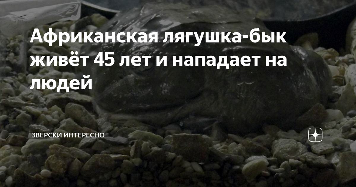 Африканская лягушка-бык живёт 45 лет и нападает на людей | Зверски ...