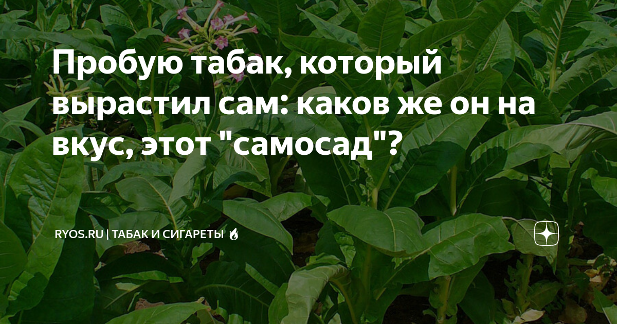 Описание табаков Описание табаков