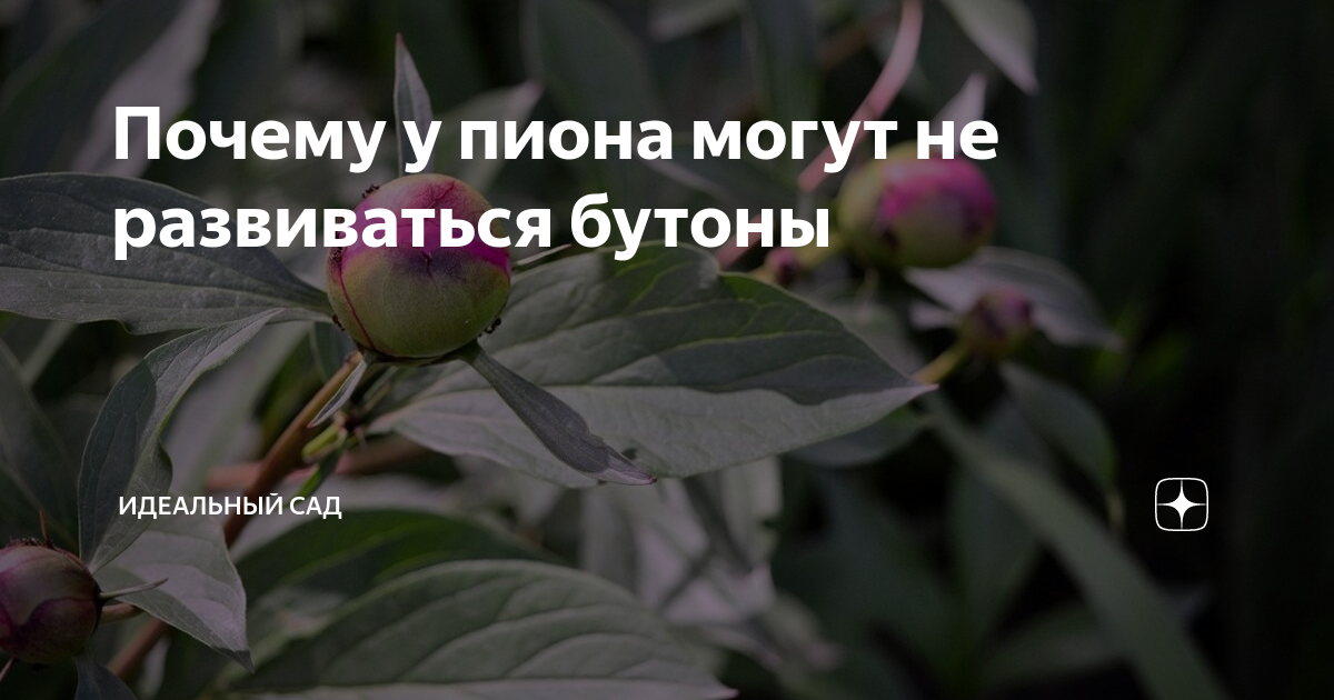 Увядание бутонов пионов. У пионов сохнет бутон. Засохли бутоны на пионах. Деформированный бутон пиона.