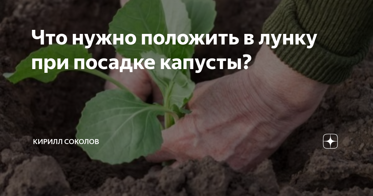 Что нужно положить в лунку при посадке капусты? | Кирилл Соколов | Дзен