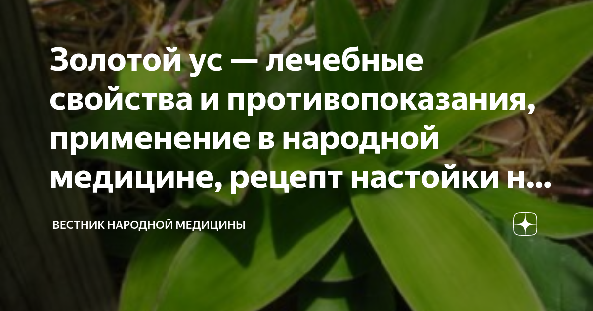 Все о Золотом усе [Золотой ус от всех болезней] [Владимир Николаевич Огарков] (fb2) читать онлайн