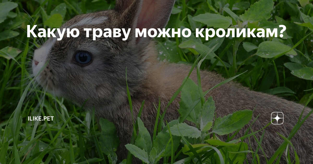 Кроликам можно клубнику. Кролик в траве. Какую траву нельзя кроликам. Трава для декоративных кроликов. Какую траву любят кролики.