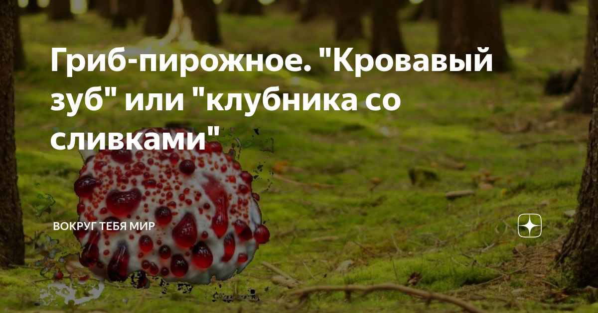 Гриб-пирожное. "Кровавый зуб" или "клубника со сливками" | Вокруг тебя ...