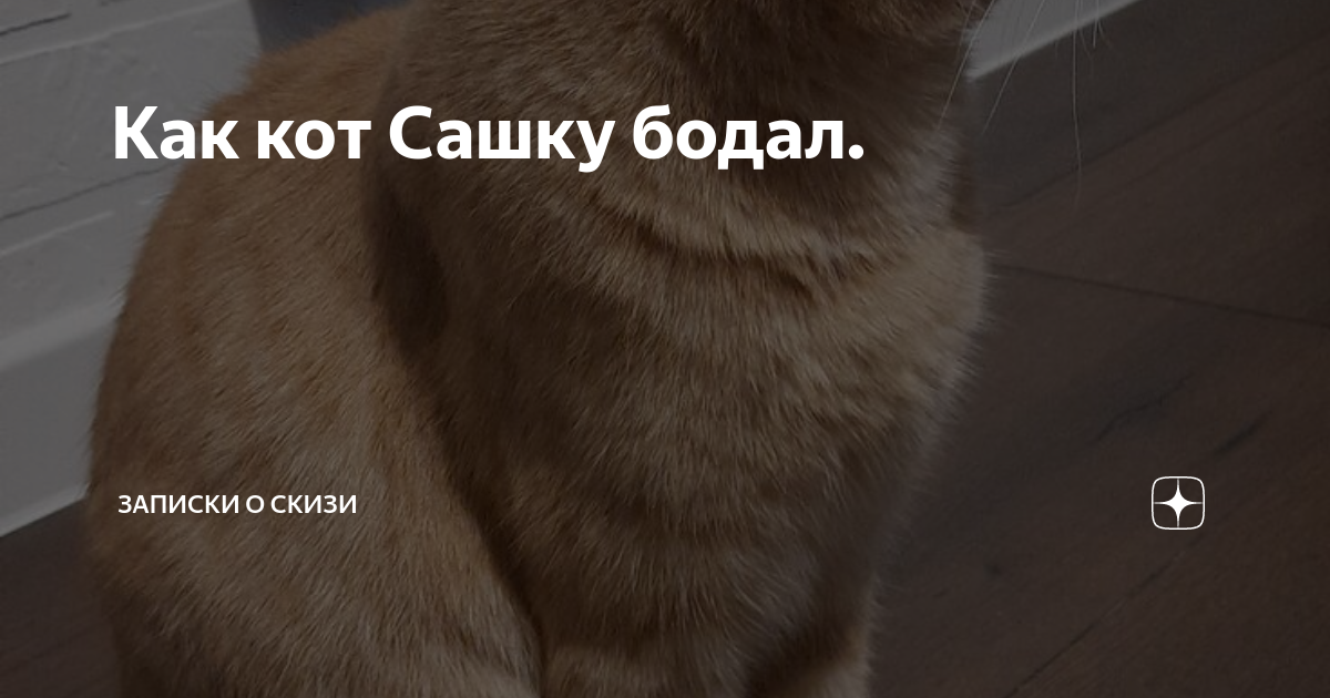 Статьи юрия кота. Скизи кот дзен. Скизи Мазанкин кот. Скизи Мазанкин дзен кот. Скизи Записки кот будь здоров.