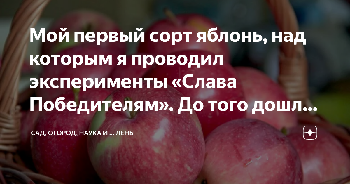 Яблоня слава описание сорта фото отзывы Яблоня Победитель Фото