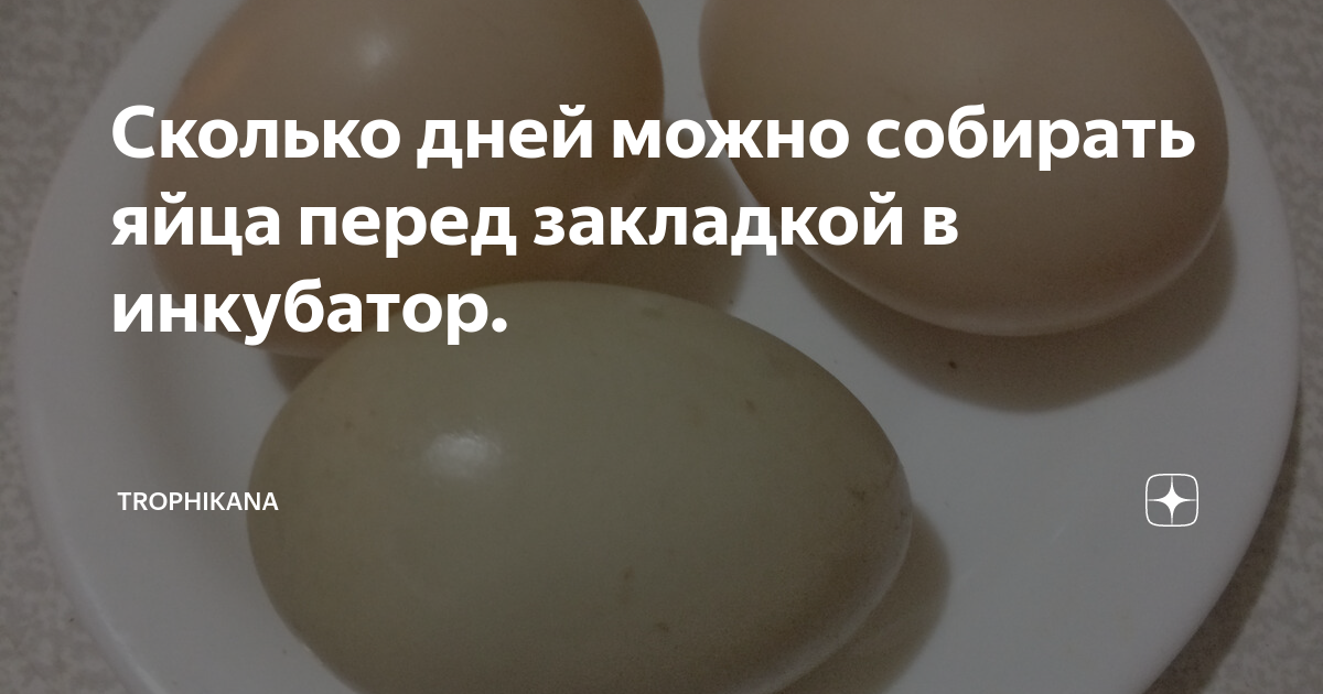 Сколько можно хранить гусиные яйца. Сколько дней можно собирать яйца в инкубатор. Сколько можно хранить гусиные яйца перед закладкой в инкубатор.