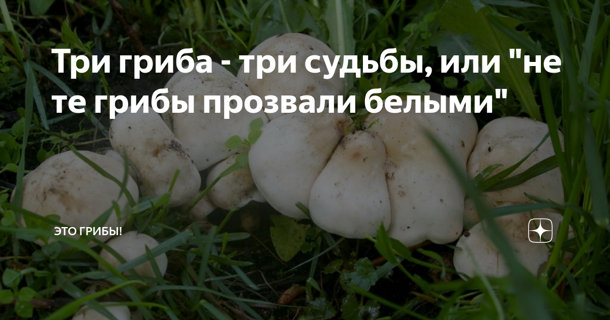 сколько сушеных грибов в трехлитровой банке