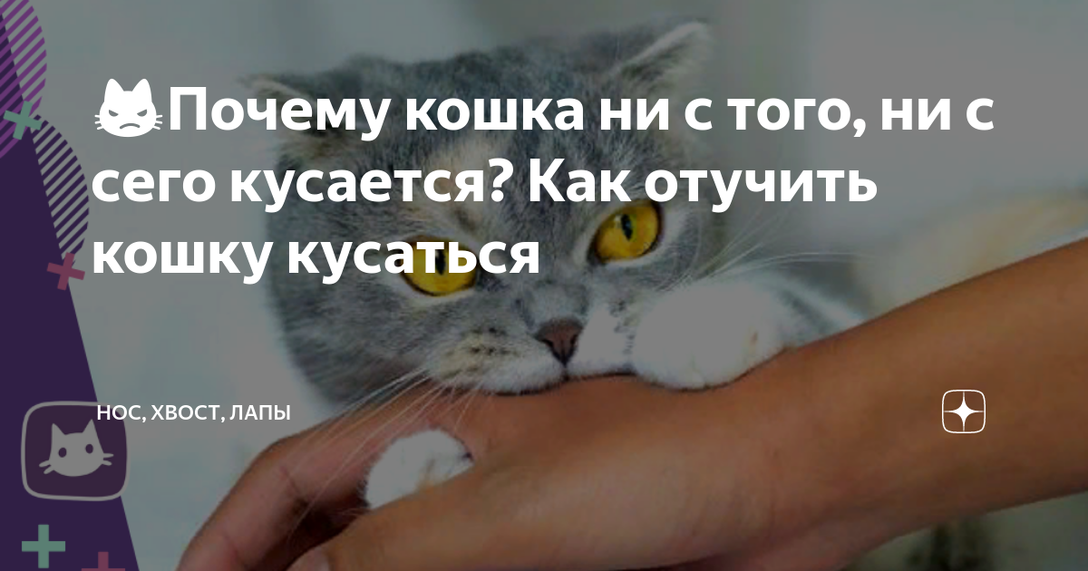 Как отучить котенка кусаться