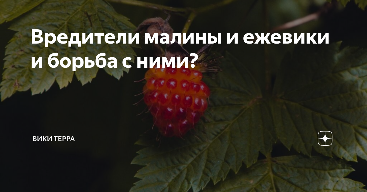 Опасные агрессоры ежевичных культур: враги на подступах