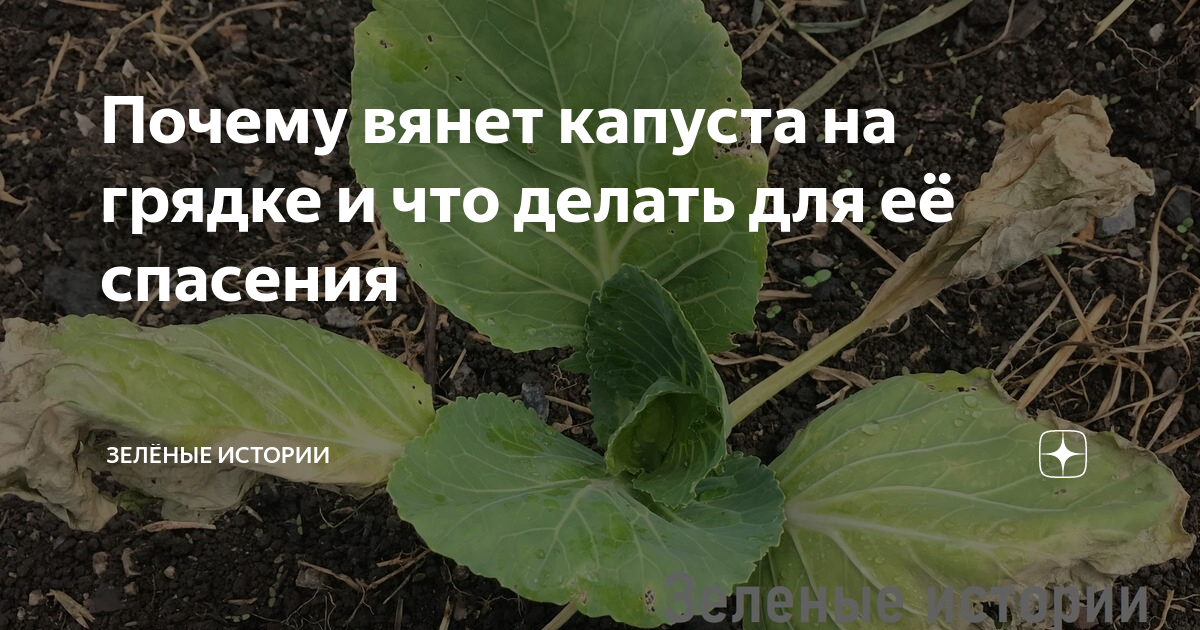 Почему вянет капуста. Кила капусты фото описание и лечение. Что сделать чтобы молодая капуста не вяла.