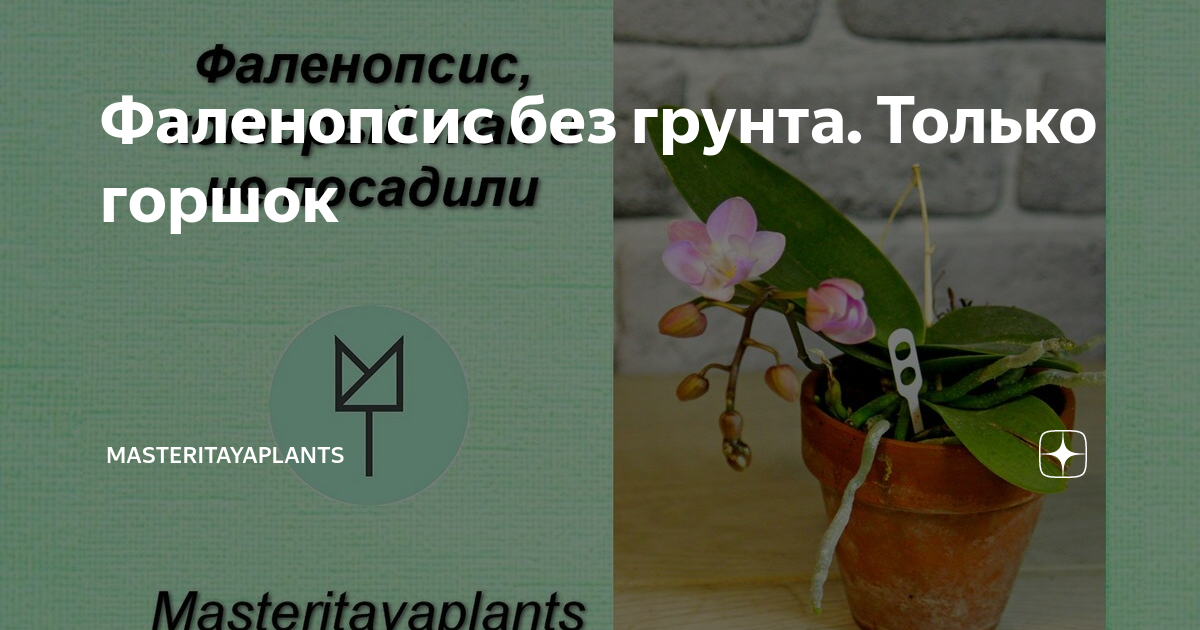 выращивание орхидей фаленопсис без грунта