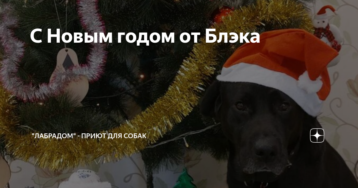 С Новым годом от Блэка | "ЛабраДом" - для собак в беде | Дзен