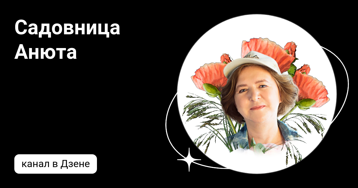 анюта дзен. Ryoka yuzuki. цветочница анюта розы дзен. поговорим о розах. цветочница анюта розы.