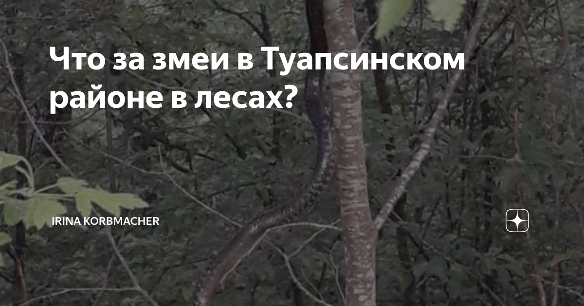 Змеи туапсинского района фото с названиями