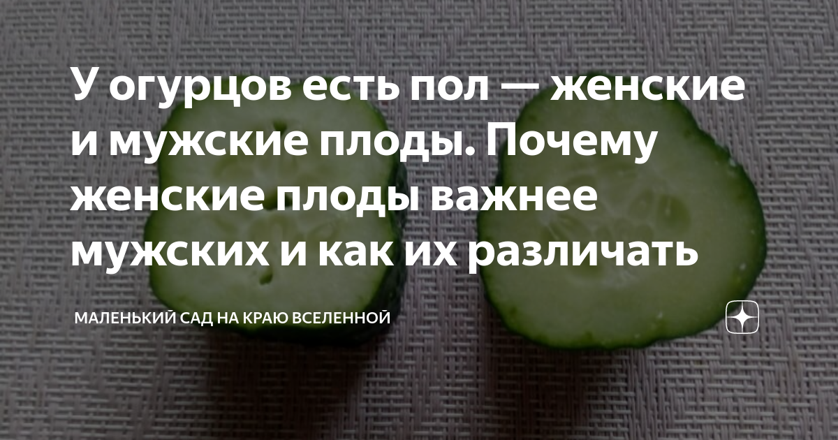 Откусанный огурец. Проловона́ огурца. Съешь пол огурца. Съешь пол огурца. Огурец плоды мужские и женские как отличить.