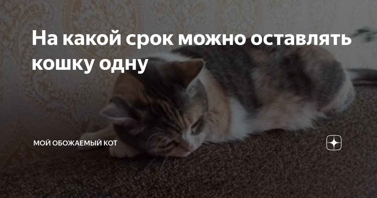 Оставить кошку одну на неделю можно. На какой срок можно оставить кошку одну дома. Как оставить кошку на неделю дома. Оставить кошку на 3 дня дома одну можно ли. Можно ли кошку оставлять одну дома на 7 дней.