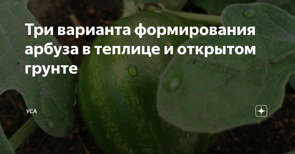 Формирование арбуза в открытом грунте схема фото и описание