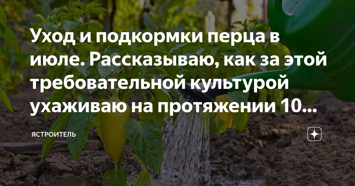 Подкормка перцев в теплице в июле. Подкормка перцев в теплице в июле