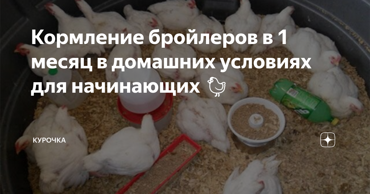 Кормление бройлеров в 1 месяц в домашних условиях для начинающих 🐔