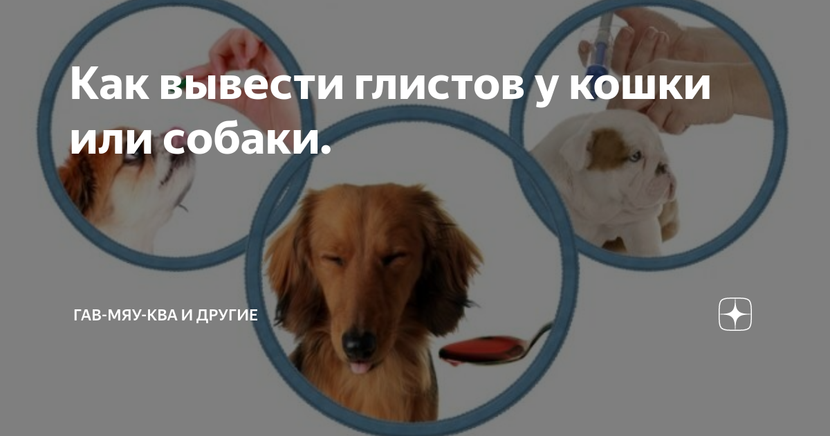 Как вывести глистов у домашнего кота. Как вывести глистов у домашнего кота