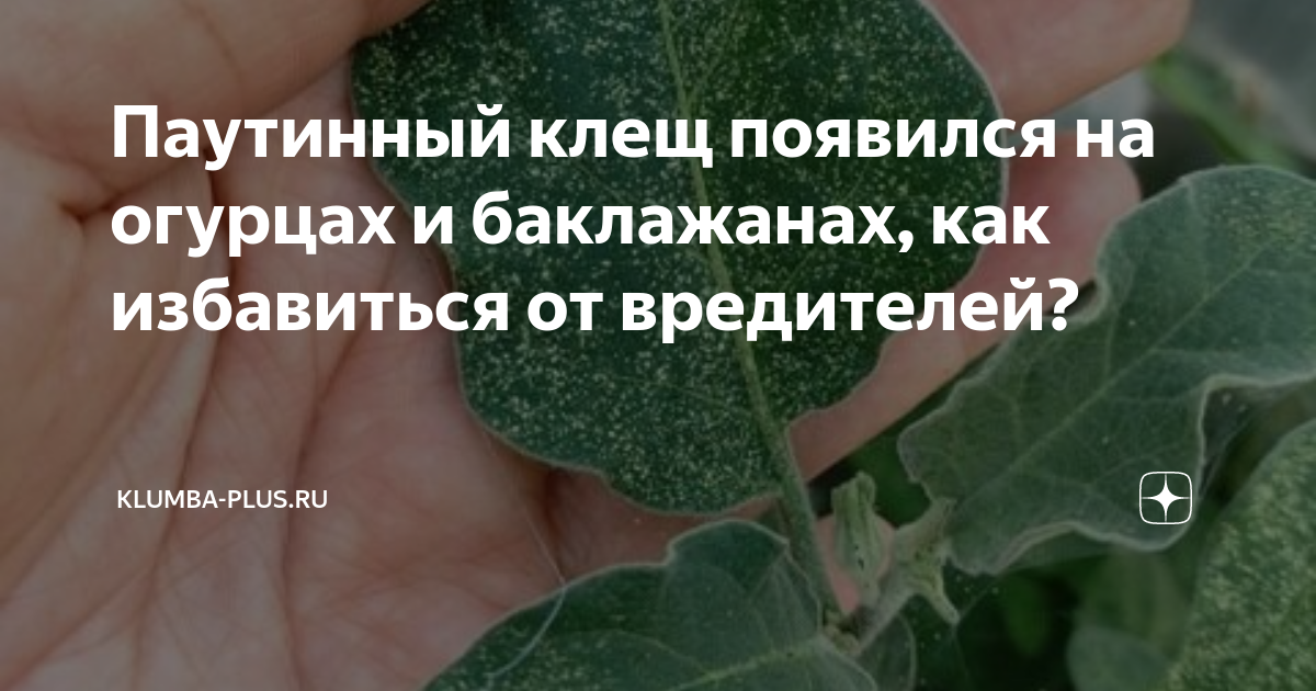 Профилактика огурцов от паутинного клеща в теплице. Паутинный клещ на баклажанах. Вредители баклажанов паутинный клещ. Паутинный клещ на баклажанах в теплице. Паутинный клещ на огурцах.