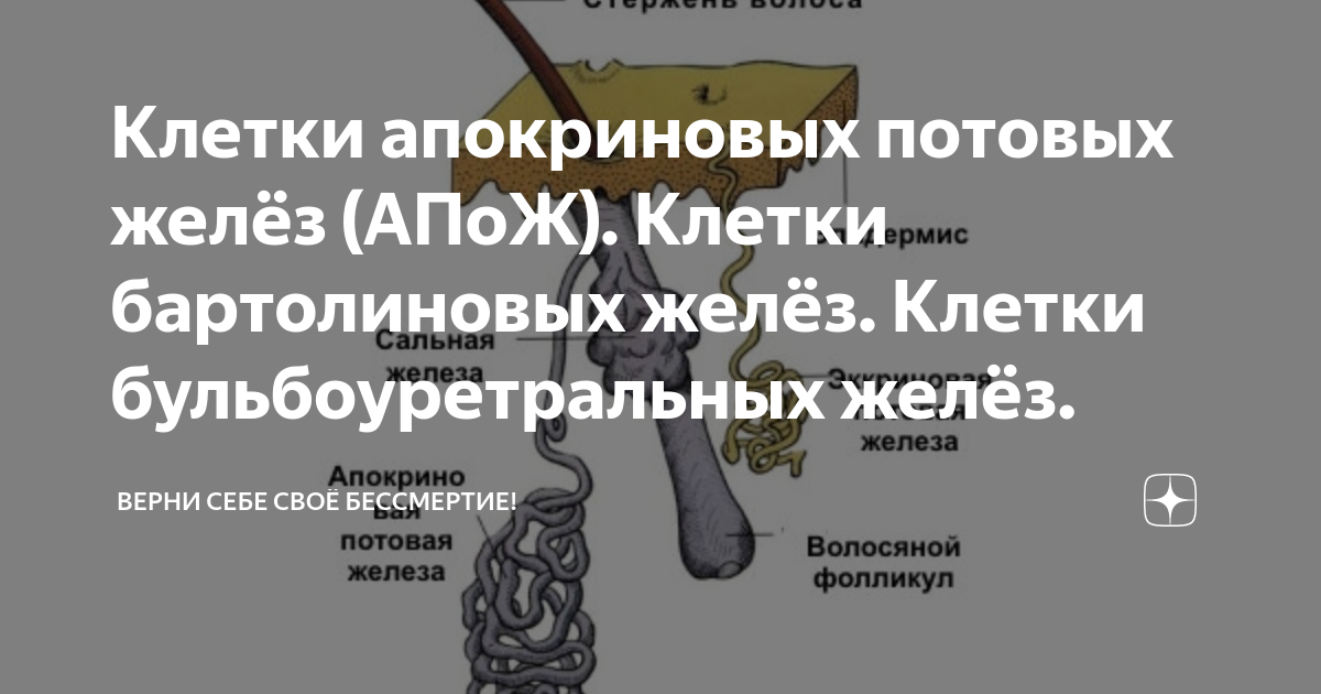 Железы Скина у девушки: что это, зачем нужно, как получить от них удовольствие