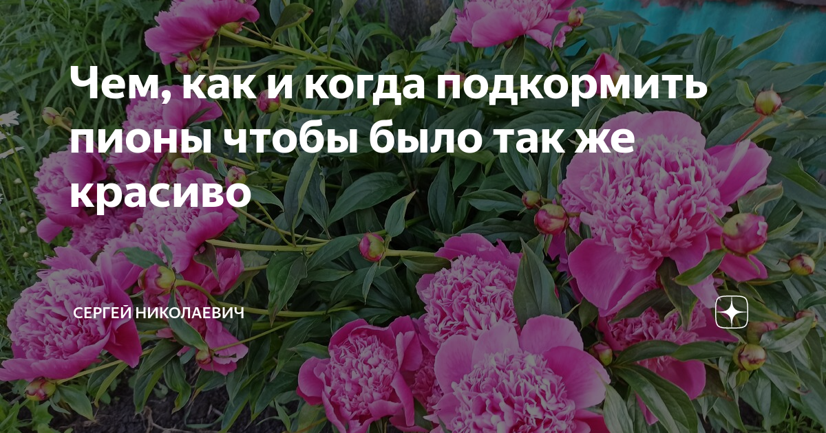 Подкормить пионы в период цветения. Бутоны пионы подкормка. Подкормить пионы в мае перед цветением. Народные средства для цветения пионов.