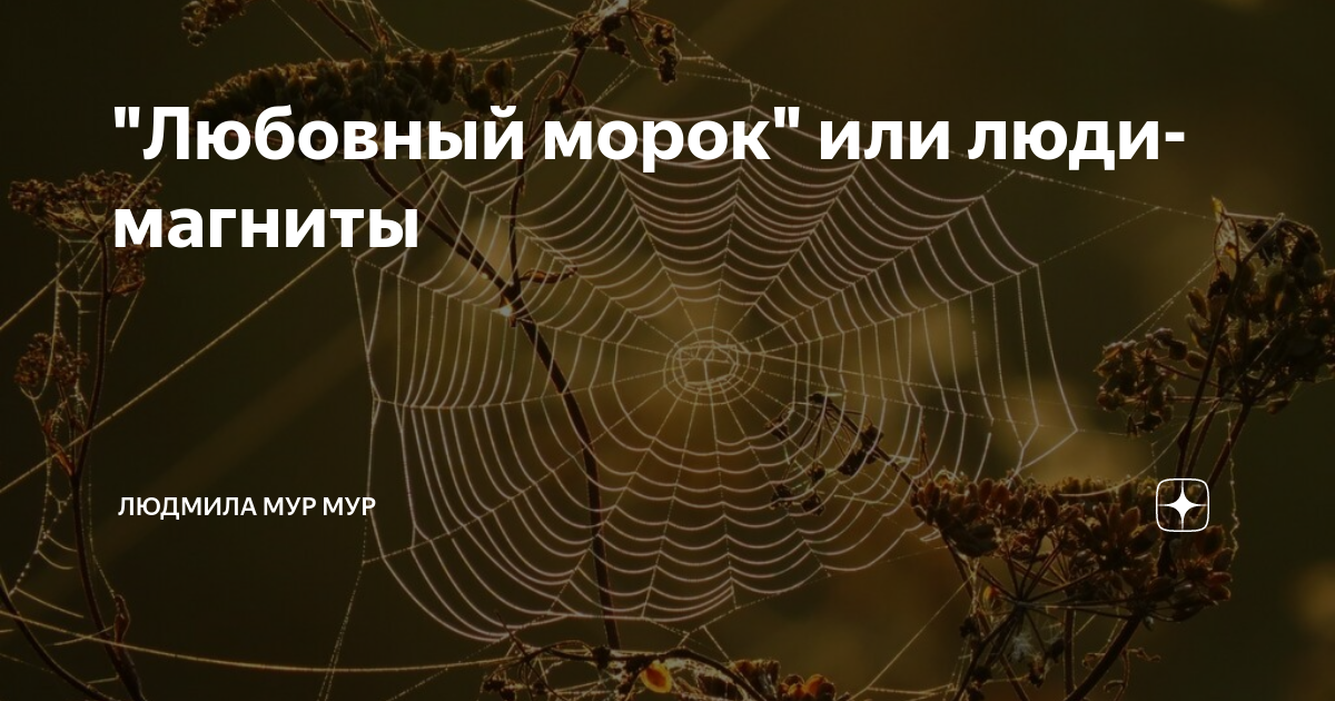 Мур мур дзен. Чёрная паутина какой паук плетет. Нашли новый вид паука огромный. Черная паутина у каких пауков. Рождественский паук насекомое