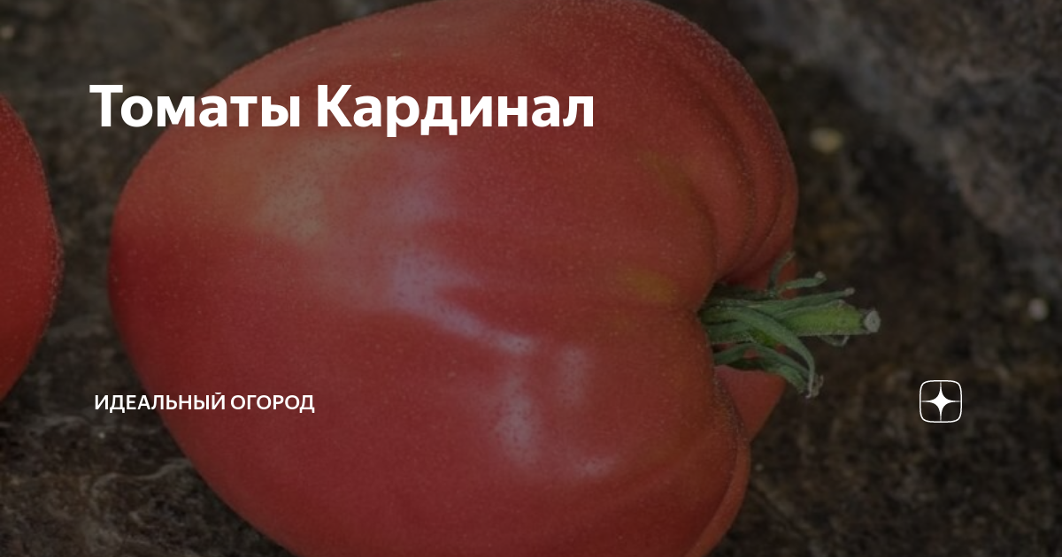 Урожайность томата кардинал. Томат Кардинал. Томат Кардинал красный. Кардинал Мазар помидоры куст. Томат Кардинал Мазарини Марс.