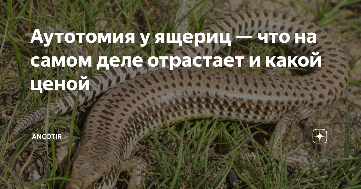 Чего нет у ящериц. Аутотомия. Аутотомия это в биологии. Аутотомия характерна для. Аутотомия жала.