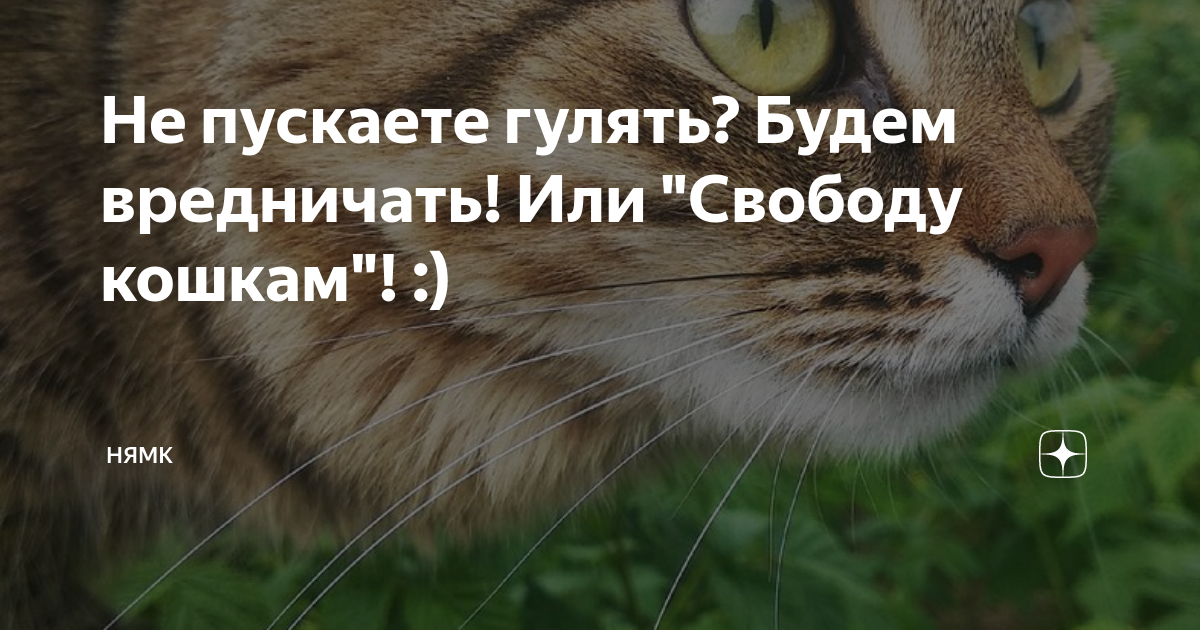 не пускают гулять. пусти. какмотпросится у мамы погулять. кота не пускать. не хочешь погулять.