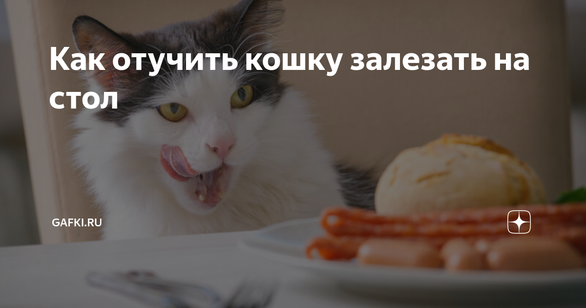 Как отучить котенка лезть на стол