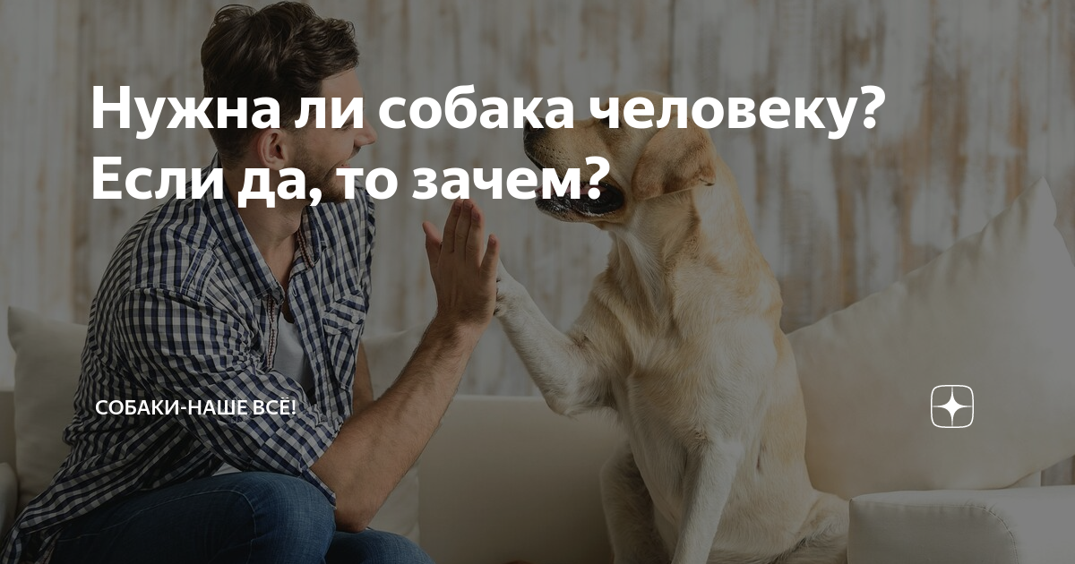 Может ли собака быть личностью. Может ли собака быть личностью