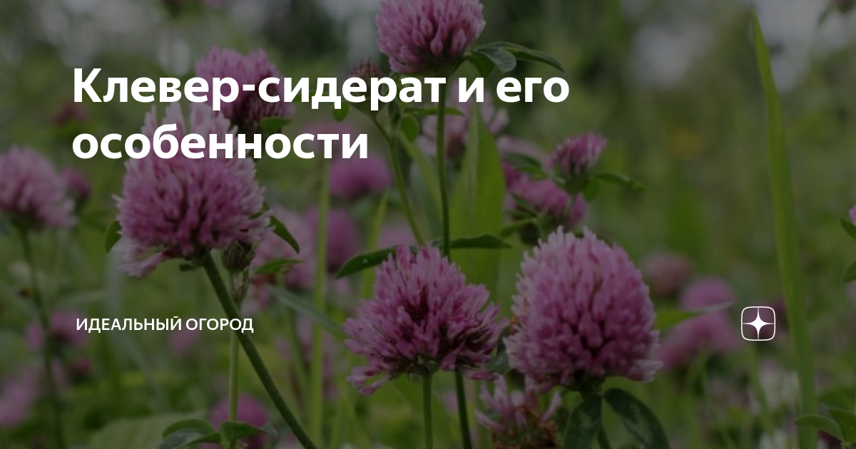 Правильное внесение растений в почву