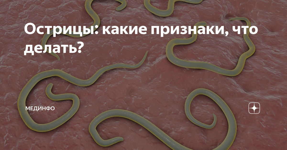 У ребенка энтеробиоз что делать. Острицы у детей симптомы. Острицы – в толстом кишечнике.