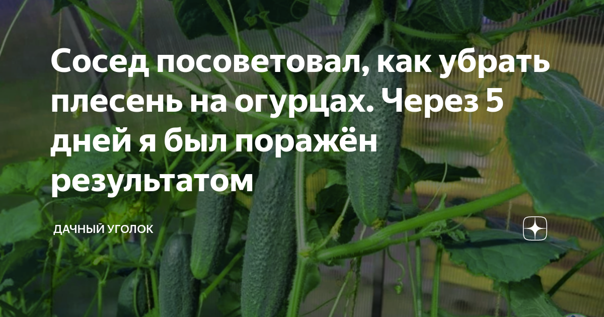 Плесень на огурцах в теплице чем обработать