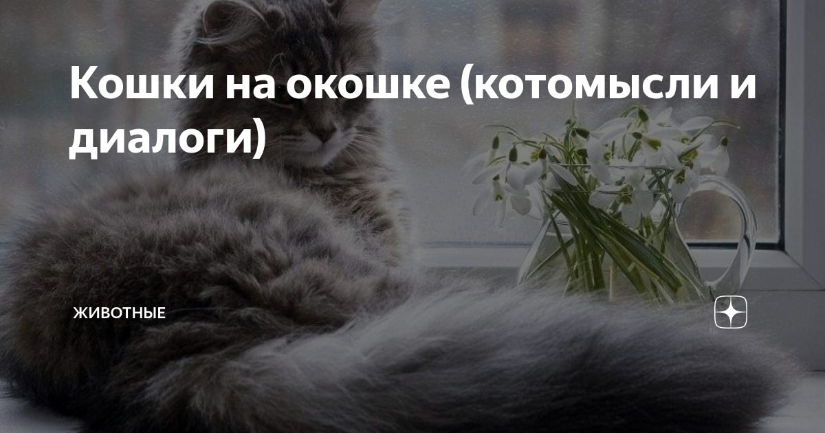 Котомысли. Кошка слова на окошко. Окошко для слов. У нее на окне текст