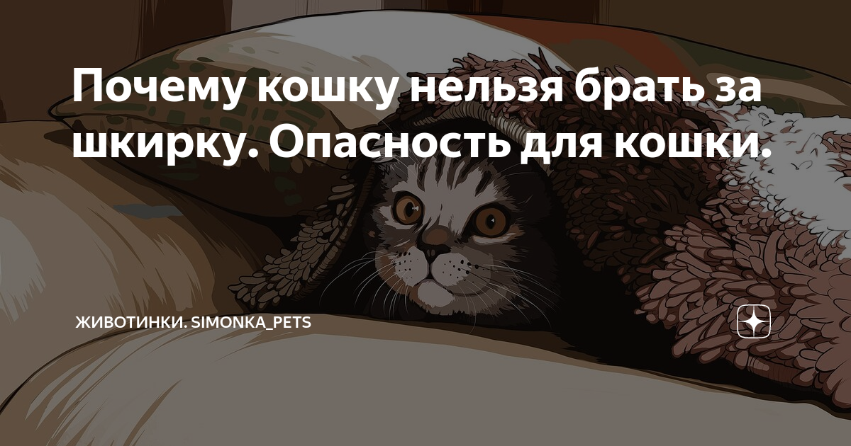 Почему кота нельзя. Можно ли брать кота за шкирку. Что нельзя кошкам и почему. Почему нельзя брать животных за шкирку. Почему нельзя шкирку котов.