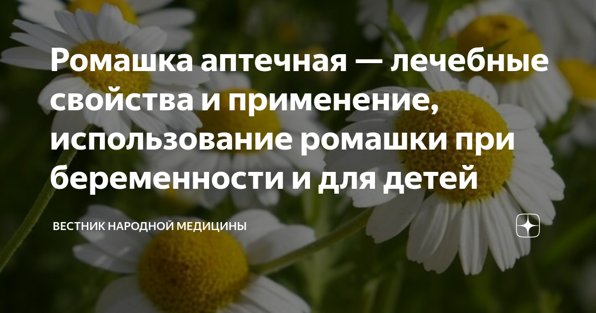 Ромашки аптечной цветки лрс. Ромашка лекарственная доклад. Ромашка лекарственная в медицине. Ромашка аптечная противопоказания. Ромашка аптечная семейство.