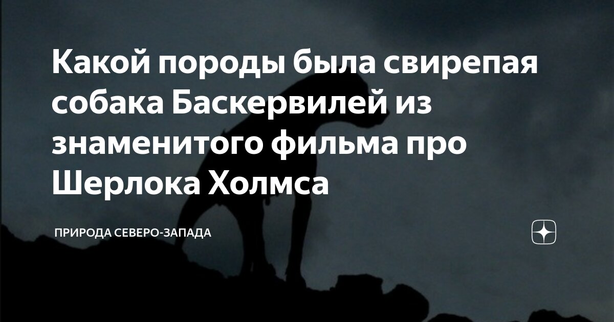 Проблемы и особенности, связанные с дрессировкой собаки породы Баскервилей