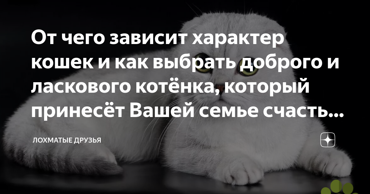 Как выбрать котенка для дома умного ласкового