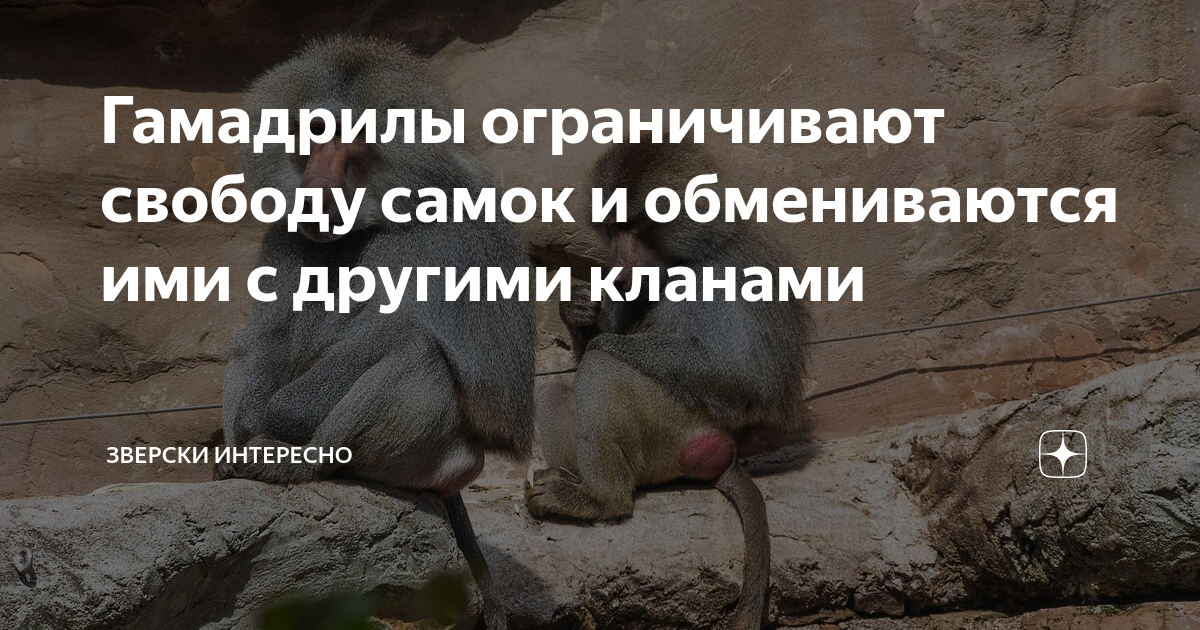 Гамадрилы ограничивают свободу самок и обмениваются ими с другими ...