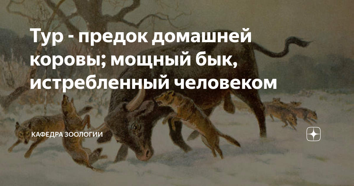 Тур - предок домашней коровы; мощный бык, истребленный человеком ...