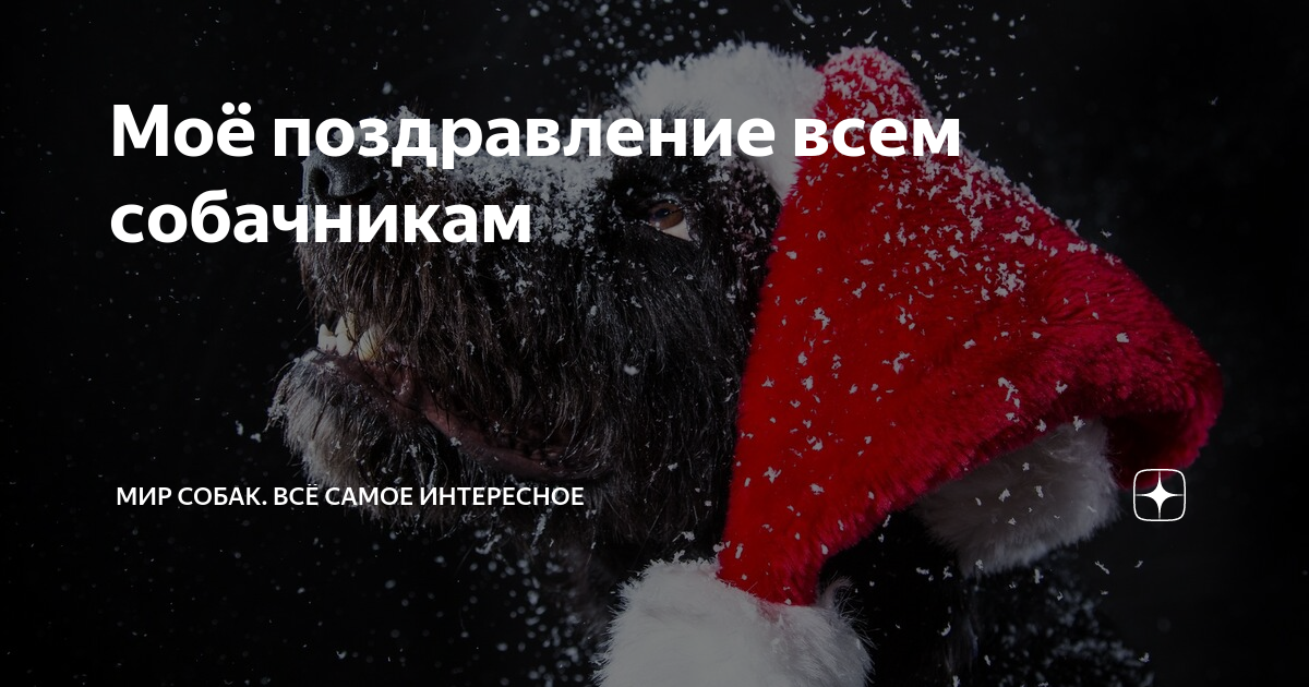 Моё поздравление всем собачникам | МИР СОБАК. Всё самое интересное | Дзен