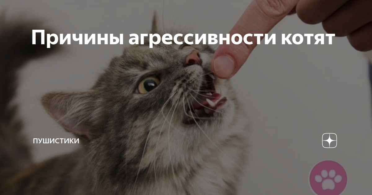 Почему кошка кусается. Почему все кошки кусаются. Зачем коты вас кусают. Кошка кусает котят за горло.