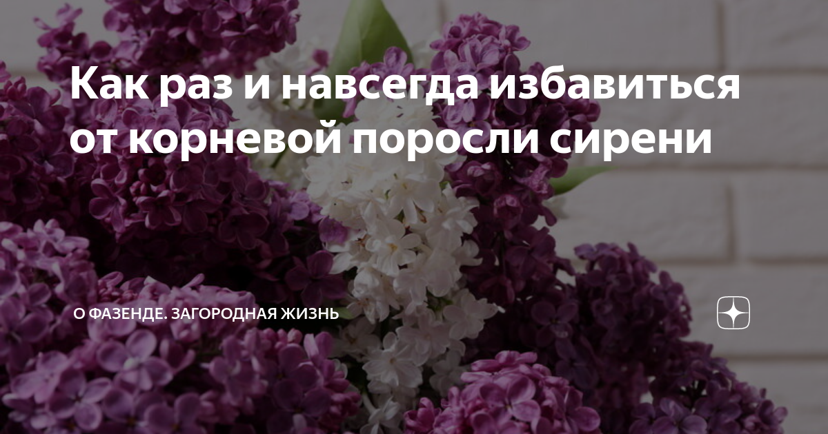 Как избавиться от поросли. Поросль сирени. Избавляемся от корневой поросли сирени разными способами. Как избавиться отьпоросли стрени. Как вывести поросль сирени