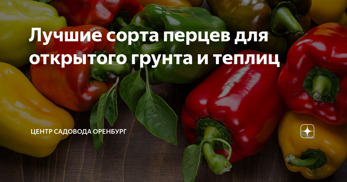 Лучшие сорта перцев для открытого грунта и теплиц | Центр Садовода ...